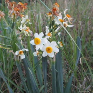 Photographie n°2289342 du taxon Narcissus tazetta L. [1753]