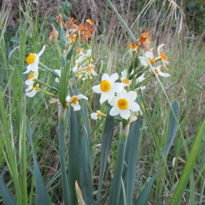 Photographie n°2289343 du taxon Narcissus tazetta L. [1753]