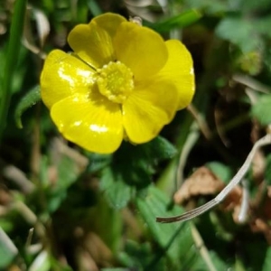 Photographie n°2289362 du taxon Ranunculus repens L. [1753]