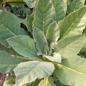 Photographie n°2289439 du taxon Verbascum thapsus L. [1753]