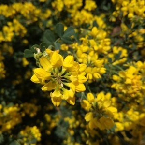 Photographie n°2289443 du taxon Coronilla valentina L. [1753]