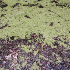 Photographie n°2289444 du taxon Azolla filiculoides Lam. [1783]