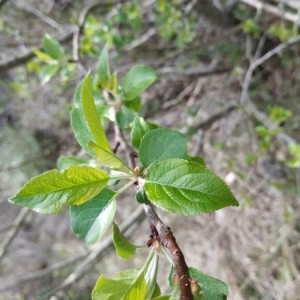 Photographie n°2289461 du taxon Malus domestica Borkh.