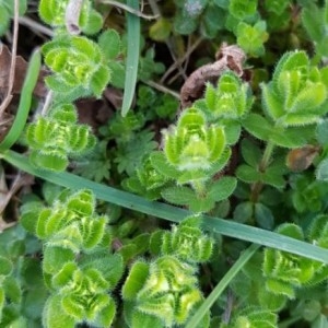 Photographie n°2289478 du taxon Cruciata laevipes Opiz [1852]