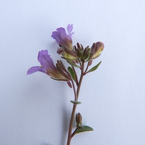 Photographie n°2289503 du taxon Chaenorhinum origanifolium subsp. origanifolium 