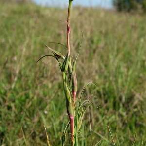 Photographie n°2289532 du taxon Tragopogon pratensis L. [1753]