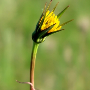 Photographie n°2289533 du taxon Tragopogon pratensis L. [1753]