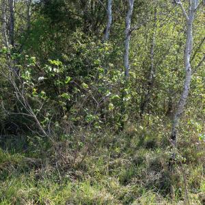 Photographie n°2289547 du taxon Viburnum lantana L. [1753]