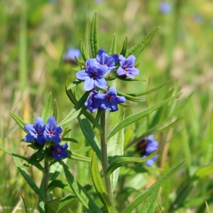 Photographie n°2289549 du taxon Buglossoides purpurocaerulea (L.) I.M.Johnst. [1954]
