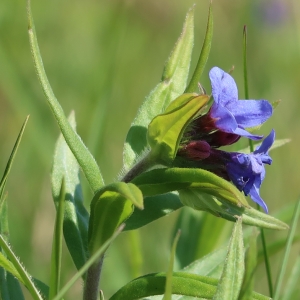 Photographie n°2289550 du taxon Buglossoides purpurocaerulea (L.) I.M.Johnst. [1954]