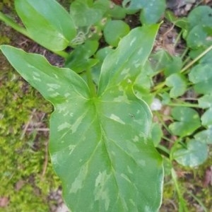 Photographie n°2289578 du taxon Arum maculatum L. [1753]