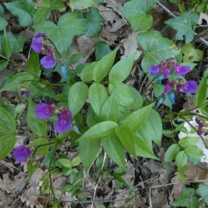 Photographie n°2289617 du taxon Lathyrus vernus (L.) Bernh. [1800]