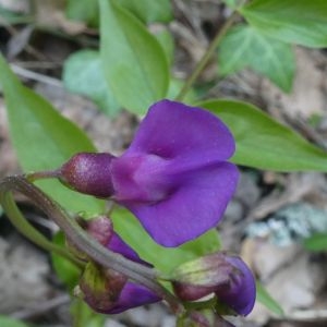 Photographie n°2289622 du taxon Lathyrus vernus (L.) Bernh. [1800]