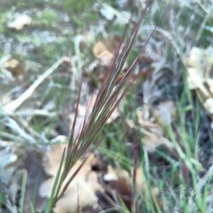 Photographie n°2289623 du taxon Anisantha sterilis (L.) Nevski [1934]