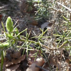 Photographie n°2289628 du taxon Genista hispanica L. [1753]