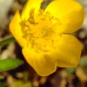 Photographie n°2289641 du taxon Ranunculus bulbosus L. [1753]