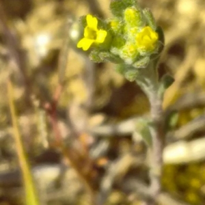 Photographie n°2289652 du taxon Alyssum alyssoides (L.) L. [1759]