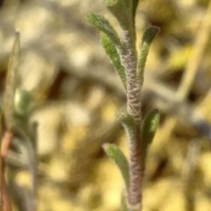 Photographie n°2289653 du taxon Alyssum alyssoides (L.) L. [1759]