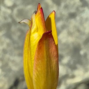 Photographie n°2289657 du taxon Tulipa sylvestris L. [1753]