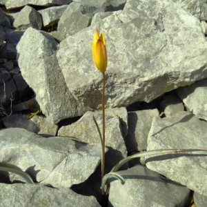 Photographie n°2289659 du taxon Tulipa sylvestris L. [1753]