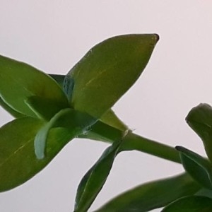 Photographie n°2289668 du taxon Hypericum perforatum L. [1753]