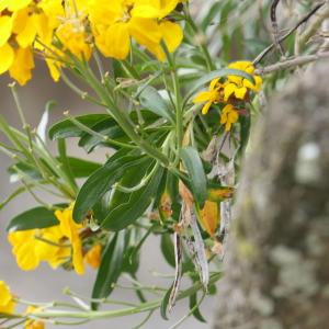 Photographie n°2289698 du taxon Erysimum cheiri (L.) Crantz [1769]