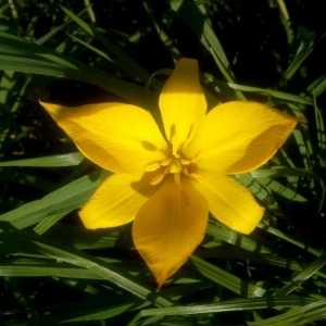 Photographie n°2289733 du taxon Tulipa sylvestris L. [1753]