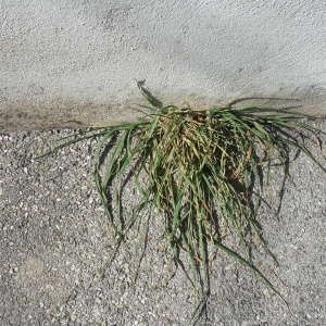 Photographie n°2289749 du taxon Poaceae 