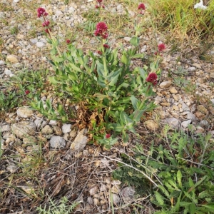 Photographie n°2289754 du taxon Centranthus ruber (L.) DC.