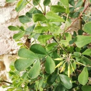 Photographie n°2289760 du taxon Coronilla valentina L. [1753]