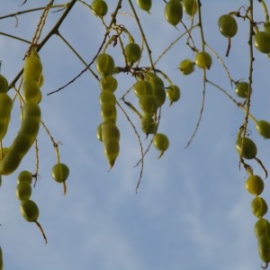 Photographie n°2289776 du taxon Sophora japonica L.