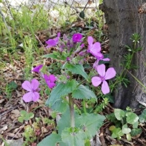 Photographie n°2289778 du taxon Lunaria annua L.