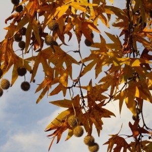 Photographie n°2289782 du taxon Platanus orientalis L.