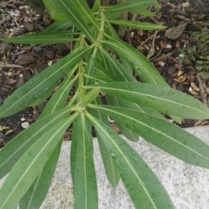 Photographie n°2289799 du taxon Nerium oleander L. [1753]