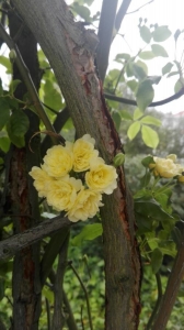 Cannelle SEGALEN, le  1 avril 2019 (Arcachon)