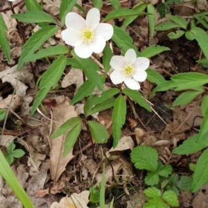 Photographie n°2289822 du taxon Anemone nemorosa L. [1753]