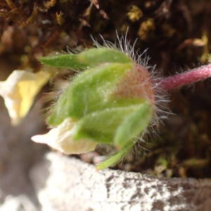 Photographie n°2289840 du taxon Potentilla verna L. [1753]