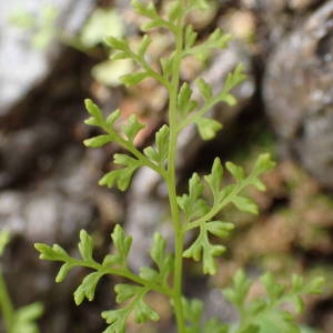 Photographie n°2289846 du taxon Anogramma leptophylla (L.) Link [1841]