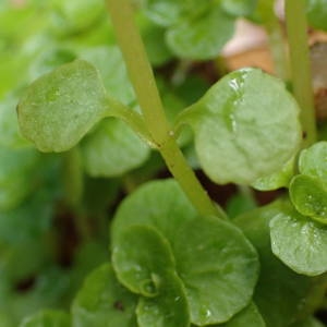 Photographie n°2289855 du taxon Chrysosplenium oppositifolium L. [1753]