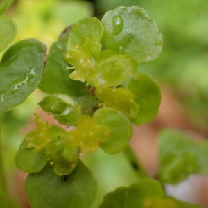 Photographie n°2289856 du taxon Chrysosplenium oppositifolium L. [1753]