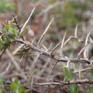 Photographie n°2289861 du taxon Genista anglica L. [1753]