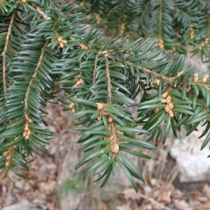 Photographie n°2289868 du taxon Taxus baccata L. [1753]