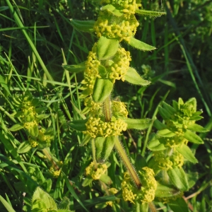 Photographie n°2289875 du taxon Cruciata laevipes Opiz [1852]