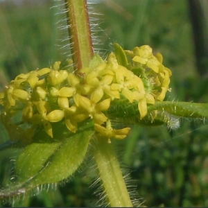 Photographie n°2289876 du taxon Cruciata laevipes Opiz [1852]