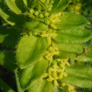 Photographie n°2289877 du taxon Cruciata laevipes Opiz [1852]