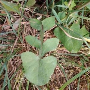 Photographie n°2289935 du taxon Sonchus oleraceus L. [1753]