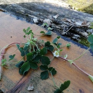 Photographie n°2289941 du taxon Potentilla sterilis (L.) Garcke [1856]