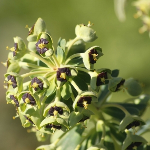 Photographie n°2289953 du taxon Euphorbia characias L.