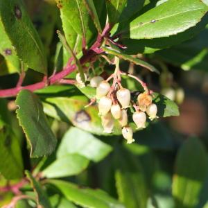 Photographie n°2289997 du taxon Arbutus unedo L. [1753]