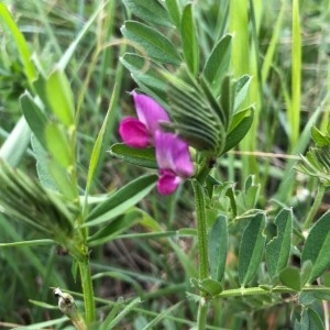 Photographie n°2290031 du taxon Vicia sativa L. [1753]